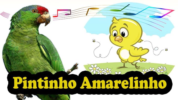 amarelinho - ASSOBIO pintinho amarelinho para ensinar papagaio - treinamento de papagaio