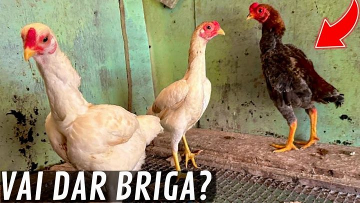 reparo!! - Juntando a família de Galinha Co-Shamo | Reparo nos telhado | Filhotes de patos | Aves Recriar