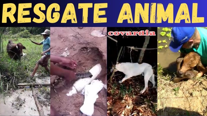 salvamento - SALVAMENTO de ANIMAIS na ROÇA