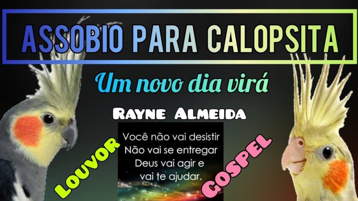 vira - Assobio gospel para calopsita [um novo dia virá] Rayne Almeida | música para acalmar calopsita