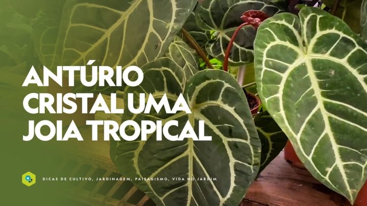 Dicas de Jardinagem - ANTÚRIO CRISTAL uma JOIA TROPICAL