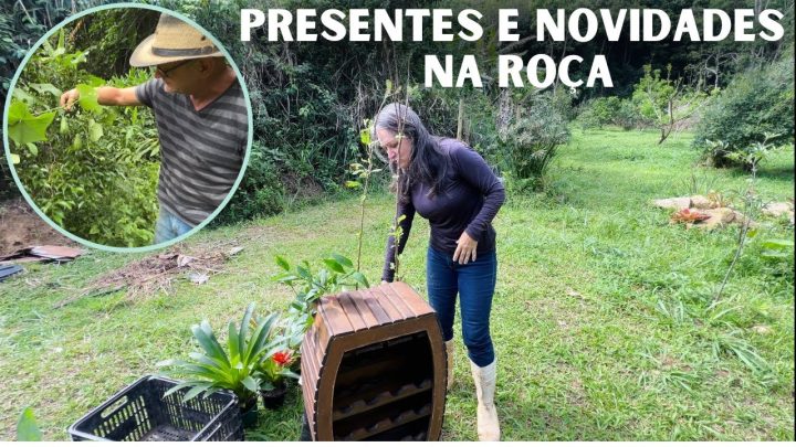 acabaram - AS FORMIGAS CORTADEIRAS QUASE ACABARAM COM NOSSO PRESENTE😡/Bora pra Roça?