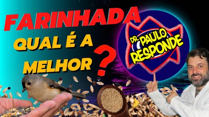 desmistificando - Desmistificando a Farinhada para Aves: Escolha Certa para Cada Pássaro!