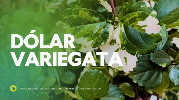 Dicas de Jardinagem - DÓLAR VARIEGATA