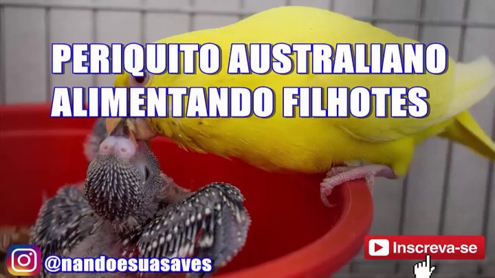 Periquitos - Periquito Australiano alimentando Filhotes