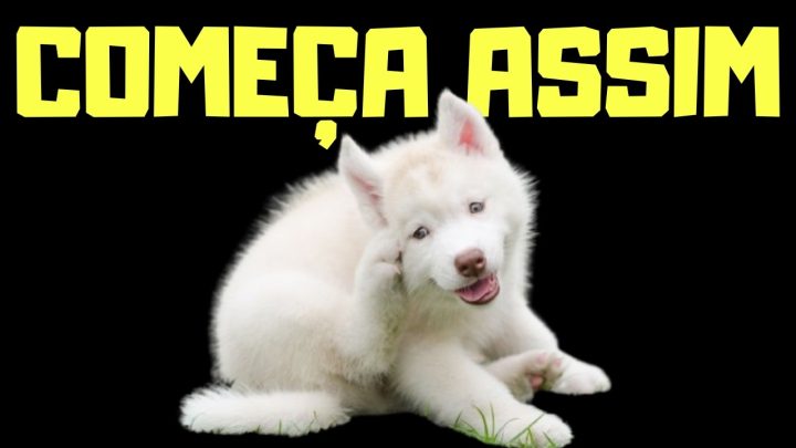 coÇar? - POR QUE O CACHORRO NÃO PARA DE SE COÇAR