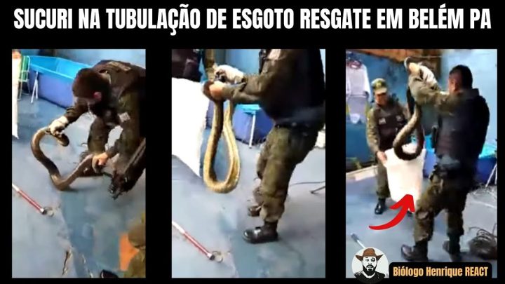 tubulação - Sucuri na tubulação de esgoto resgate em Belém PA