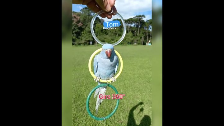 argola - RINGNECK GIRO 360° ARGOLA OLÍMPICA PARROT PLAYING