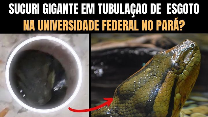 tubulação - Sucuri gigante em tubulação de Universidade Federal no Pará | Biólogo Henrique o biólogo das Cobras