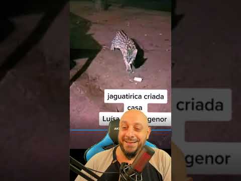 arregou - Desafiou o IBAMA e a Luísa mel com jaguatirica, mas no final arregou com medo?