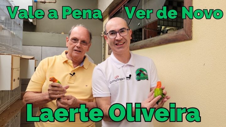 agapornis - LAERTE OLIVEIRA CRIA TAMBÉM AGAPORNIS FISCHER DE QUALIDADE!!!Vale a Pena Ver de Novo!!!