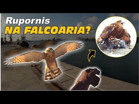 animal - Rupornis na Falcoaria, um gavião carijó reabilitado | DORIVAL LIMA - ALETO ANIMAL