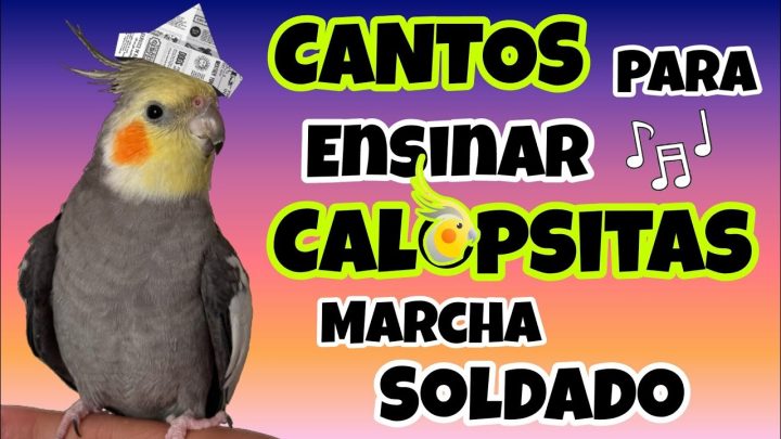 soldado - CALOPSITAS CANTANDO! Treinamento para Ensinar 'Marcha Soldado' Para sua Ave