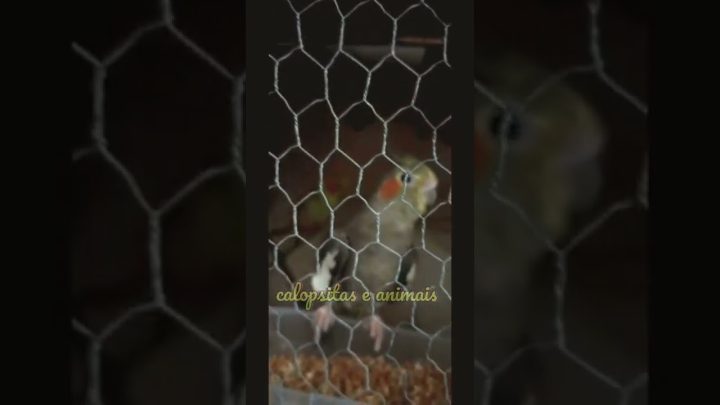 #cockatielsing - Papai chegou #calopsita #calopsitafalando #calopsitascantando #shorts #cockatielsing #papaichegou