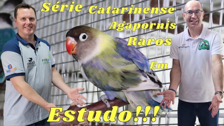 criadouro - CRIADOURO AVITUS TEM PERSONATA RARO GRIZZLEY RALFSIDER!!!