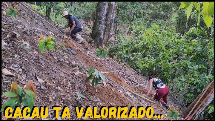 cacau - Cacau a 1.000 reais vou é ampliar a minha Roça ! 🤣🤫 #rural #sustentabilidade @TILAPIAMinhaVida