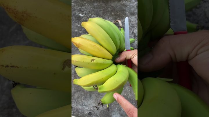 hortas - Colheita de bananas#banana #bananas #colheitadebanana