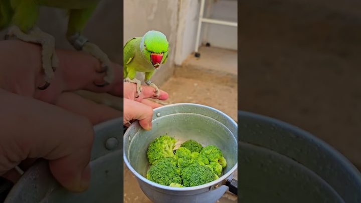 birds - ring neck falando #birds #aves #cocktail #ringneck #lovebirds #bird #araraquara #calopsita