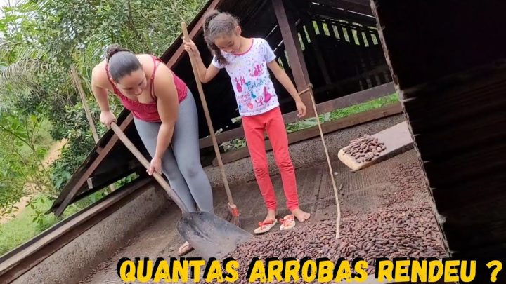 surpreendeu - Surpreendeu a Produção de Cacau com a Família onde eu Nasci #sustentabilidade @TILAPIAMinhaVida