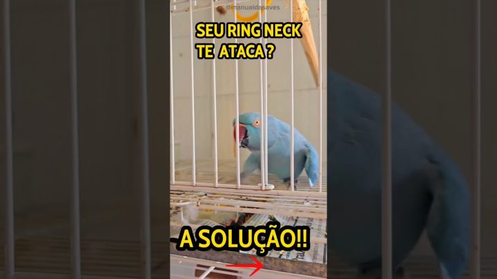 ringneck - logo mais, vídeo no canal #parrot #ave #birds #passarinho #ring #rings #ringneckparrot #ringneck