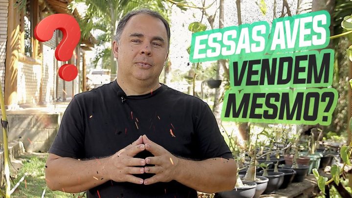 mÉdia - FILHOTE COM 3 MUTAÇÕES VALE EM MÉDIA 50 MIL REAIS