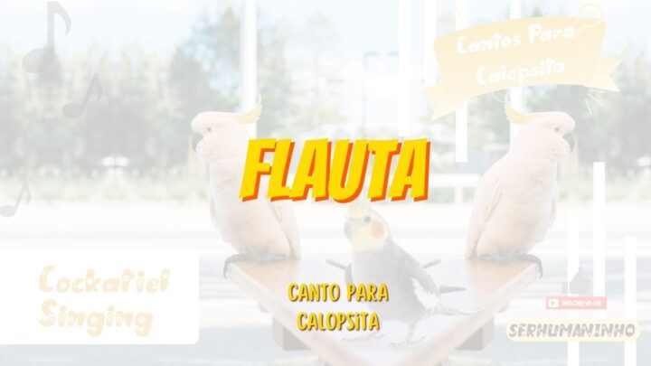 flauta - Canto de Calopsita Flauta