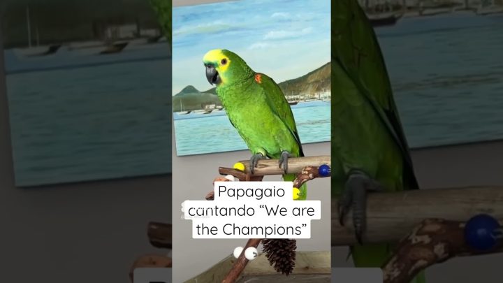 #animals - Papagaio Cantando We are the Champions 🐥😍 #parrot #papagaio #birds #parrots #pets #animals