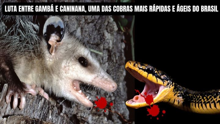 rápidas - Quando a luta é entre gambá e caninana, uma das cobras mais rápidas do Brasil | Biólogo Henrique