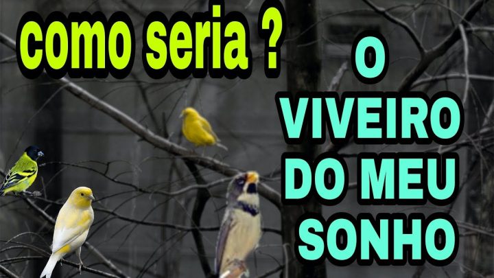 séria - COMO SÉRIA O MEU VIVEIRO PARA CRIAR CANÁRIOS