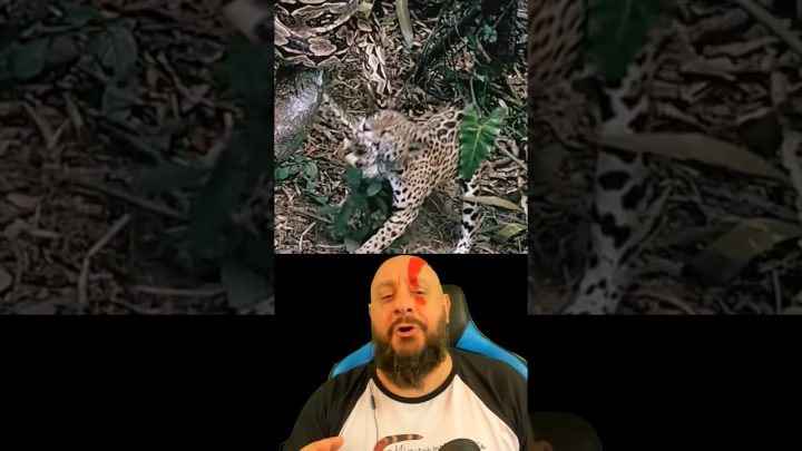 corrige - Piton x Leopardo ou Onça x Jiboia? Biólogo Henrique corrige #biólogohenrique #animais #biologia