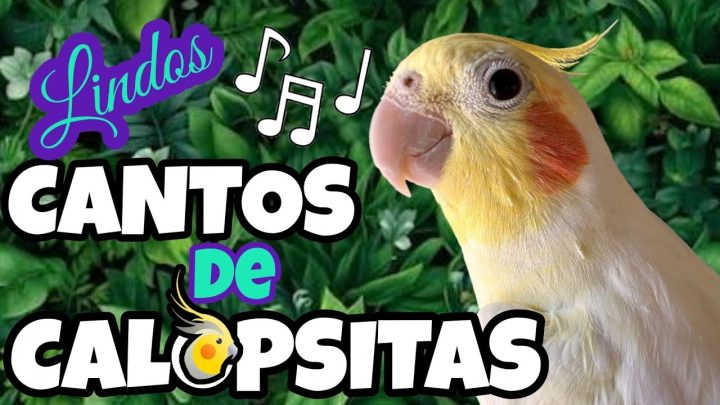 Sem categoria - CANTOS DE CALOPSITAS | Sinfonia da Alegria: ASSOBIOS VARIADOS para deixar sua CALOPSITA Super feliz!