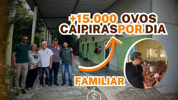 Criação de Galinhas - COOPERATIVA de OVOS e FRANGOS CAIPIRAS na PARAÍBA - COPAF