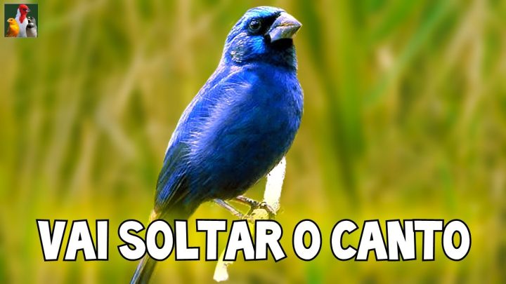 Canto das Aves - DÚVIDO SEU AZULÃO NÃO CANTAR EM 10 MINUTOS !