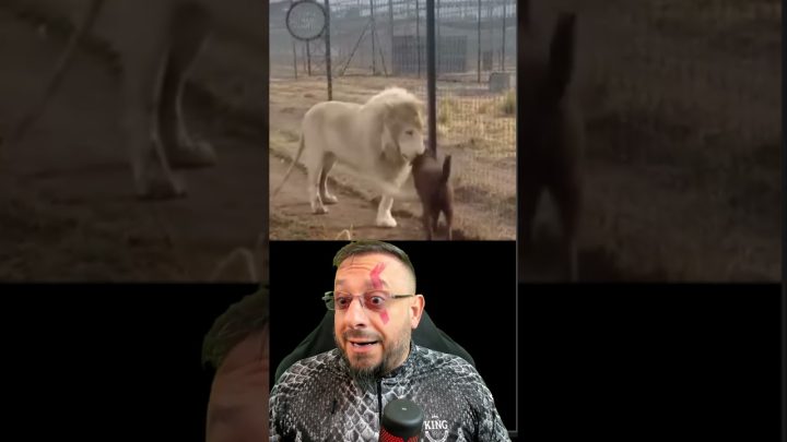 (com - Cachorro caramelo mafioso com leão. Vídeo de HUMOR ANIMAL com o Biólogo Henrique