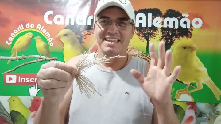 sobre! - Melhor material para as Canárias confeccionarem o ninho!!! - Canaril do Alemão