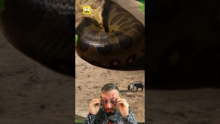 (com - Titanoboa maior que elefantes? Vídeo de HUMOR ANIMAL com o Biólogo Henrique