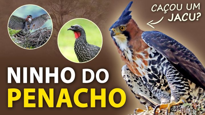 ave!!! - O NINHO do GAVIÃO-DE-PENACHO #1 Acompanhe o filhote, sua alimentação, hábitos e vocalizações da ave!