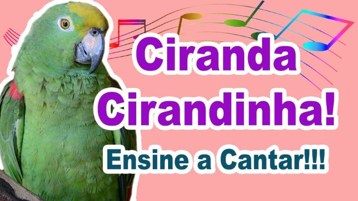 Cantos para ensinar Calopsitas - Ensine o pássaro a cantar cirandinha! Treinamento de pássaros!