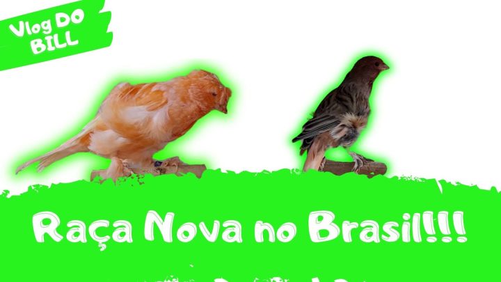 ave!!! - UMA AVE NOVA NO BRASIL!!!