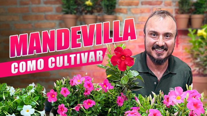 Hortas sustentáveis - Tudo sobre a MANDEVILLA | Dicas de cuidados e como ter FLORES o ano todo