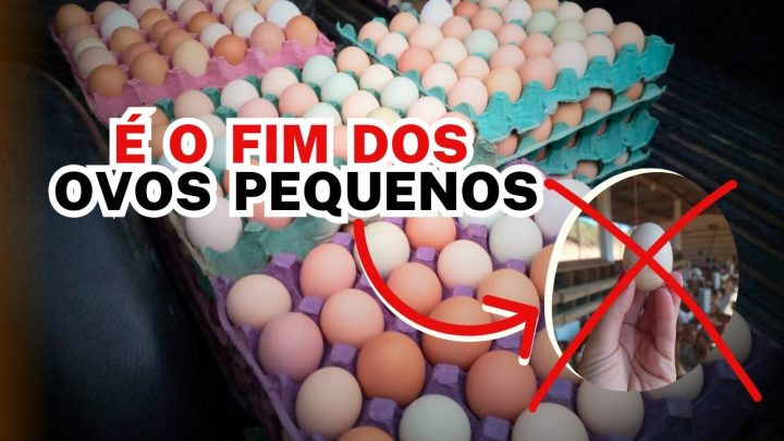 ovo? - É O FIM do OVO PEQUENO: NOVA CLASSIFICAÇÃO DOS OVOS