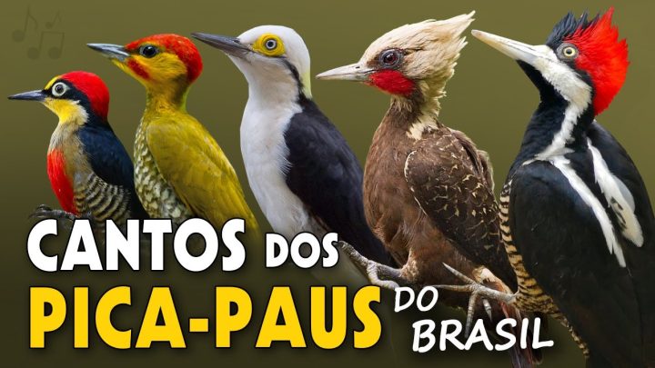 dos - CANTOS dos PICA-PAUS do BRASIL | Cantos Planeta Aves!