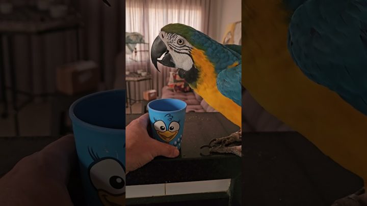 nutella - Arara Nutella #birds #parrot #ringneck #pets #ring #macaw #periquito #calopsita #arara #