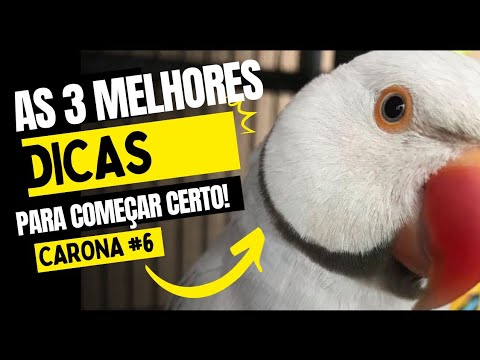 errar. - 3 DICAS para iniciar com passaros | ASSIM você vai ERRAR menos na criação dos passaros