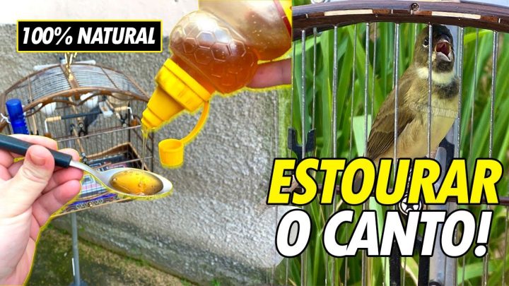 Dicas sobre Canários e Coleiros - Espetacular uma colher basta! 100% natural coleiro e papa capim cantar muito