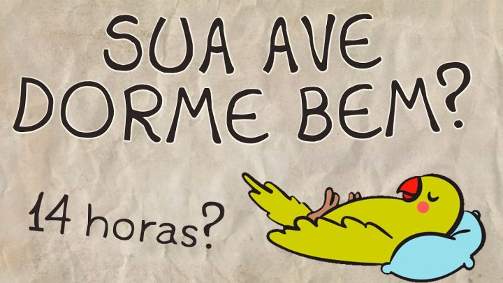 ave!!! - Sua Ave dorme Bem?