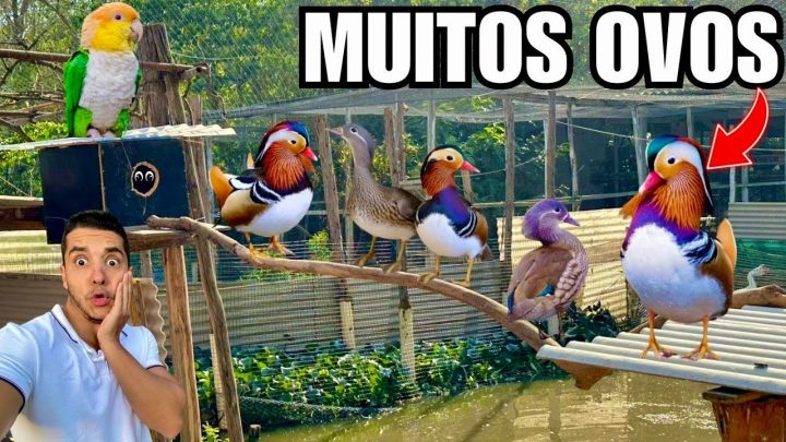 uma… - Começou a temporada de marreco mandarim, MUITOS OVOS | Levei uma bicada na testa | Aves Recriar