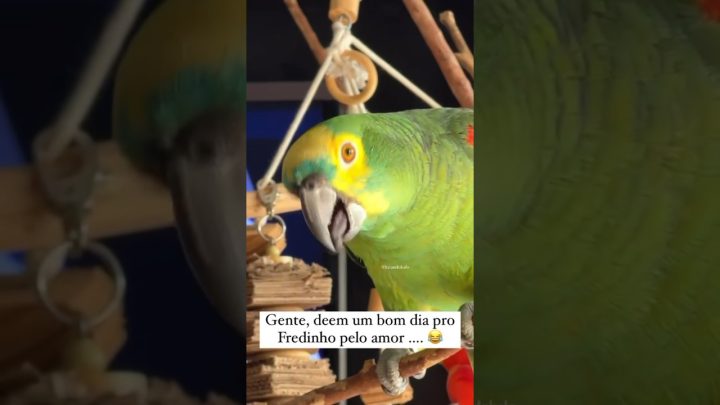 fofo - Existe papagaio mais fofo? Existe? #shorts #short #parrot #pets