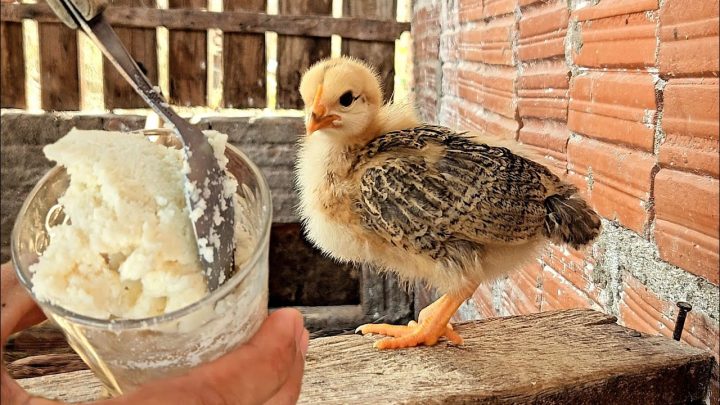 pirão - Do pirão de farinha à ração balanceada: a evolução da criação de pintinhos!