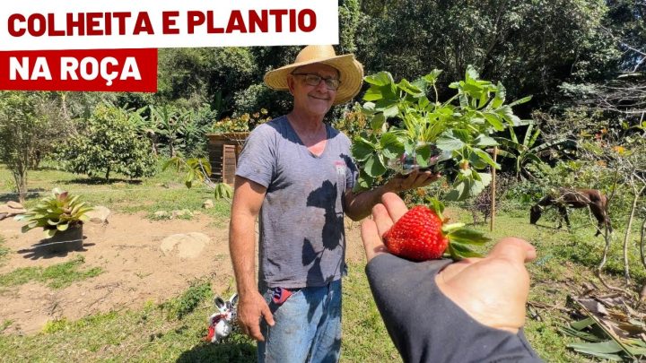 plantando/bora - UM DIA NA ROÇA COLHENDO E PLANTANDO/Bora pra Roça?